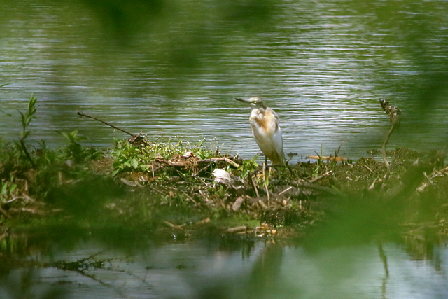 11 juni 2017, Ralreiger, Wolfsbarge_2