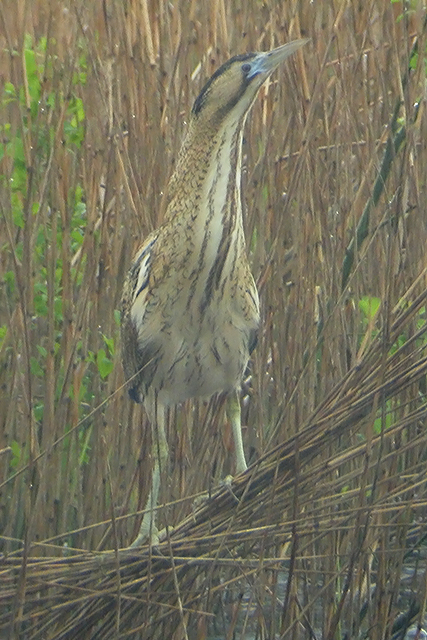 27 april 2005, Roerdomp, plaats-onbekend