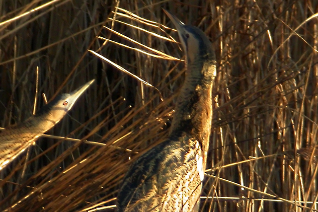 2 januari 2006, Roerdompen,  Lauwersmeer
