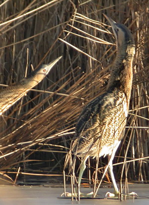 2 januari 2006, battling botaurus,  lauwersmeer_small