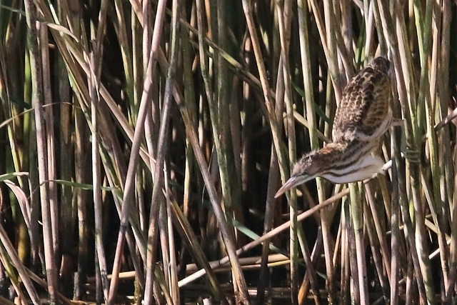 19 augustus 2017, Woudaap, Heerenveen_02