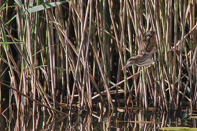 19 augustus 2017, Woudaap, Heerenveen_03