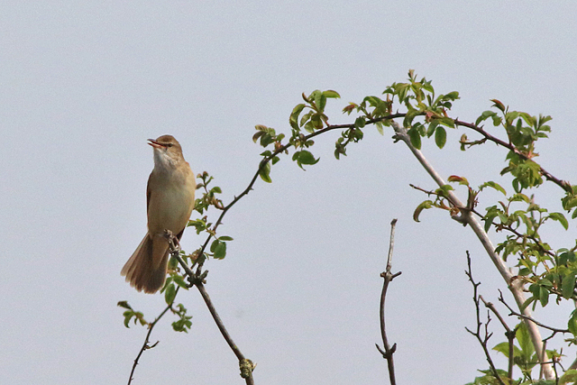 6 mei 2023, Grote Karekiet, 01_Lauwersmeer