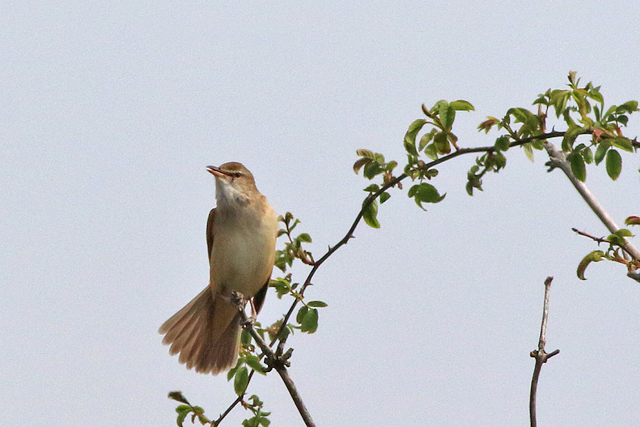 6 mei 2023, Grote Karekiet, 02_Lauwersmeer