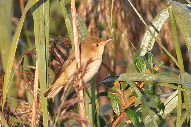 21 september 2019, Kleine, Karekiet_Kustweg_Lauwersmeer