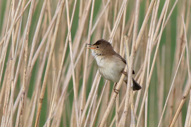 20 mei 2022, Kleine Karekiet, Lauwersmeer