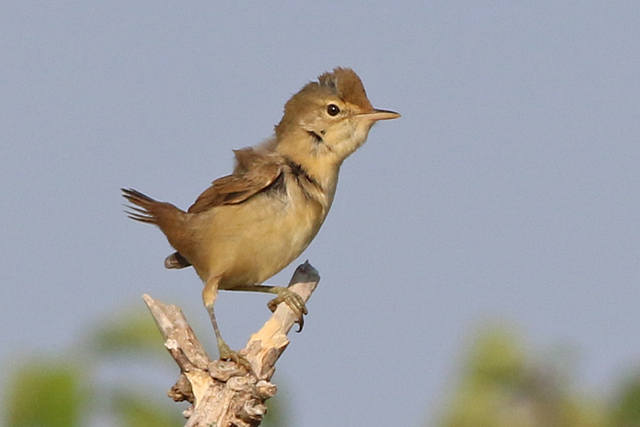 4 september 2022, Kleine Karekiet, 01_Lauwersmeer