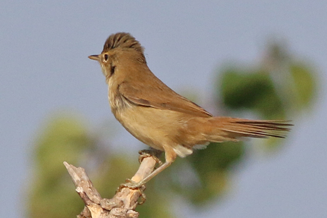 4 september 2022, Kleine Karekiet, 02_Lauwersmeer