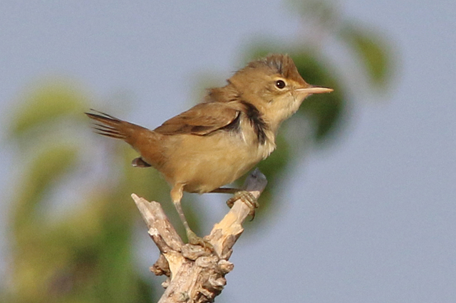 4 september 2022, Kleine Karekiet, 03_Lauwersmeer