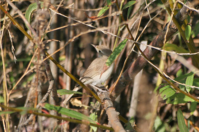 11 oktober 2006, Kleine Spotvogel, Maasvlakte