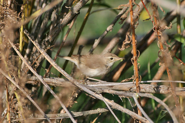 11 oktober 2006, Kleine Spotvogel, Maasvlakte2