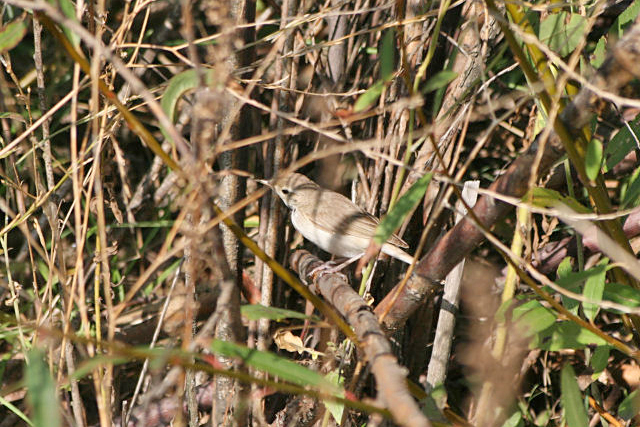 11 oktober 2006, Kleine Spotvogel, Maasvlakte3