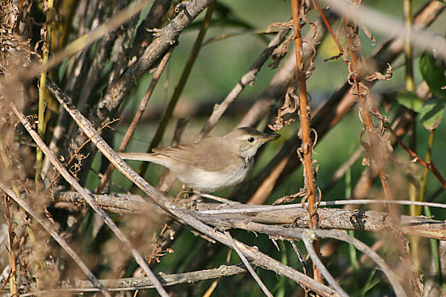 11 oktober 2006, Kleine Spotvogel, Maasvlakte4