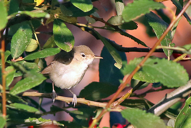 29 oktober 2021, Oostelijke Vale Spotvogel, Nieuwvliet-Bad_01