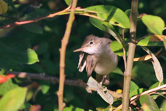 29 oktober 2021, Oostelijke Vale Spotvogel, Nieuwvliet-Bad_02