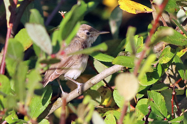 29 oktober 2021, Oostelijke Vale Spotvogel, Nieuwvliet-Bad_03