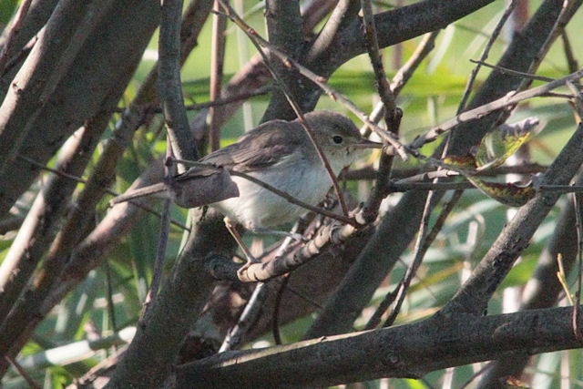 30 september 2011, orpheusspotvogel, texel