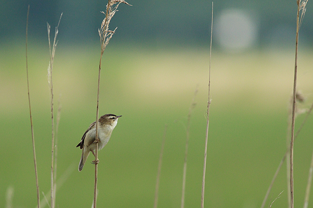 9 mei 2024, Rietzanger, Lauwersmeer