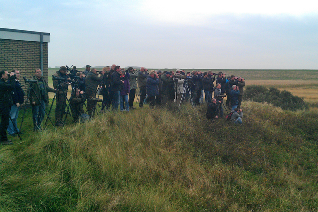 12 oktober 2013, Vogelaars bij Struikrietzanger, Texel