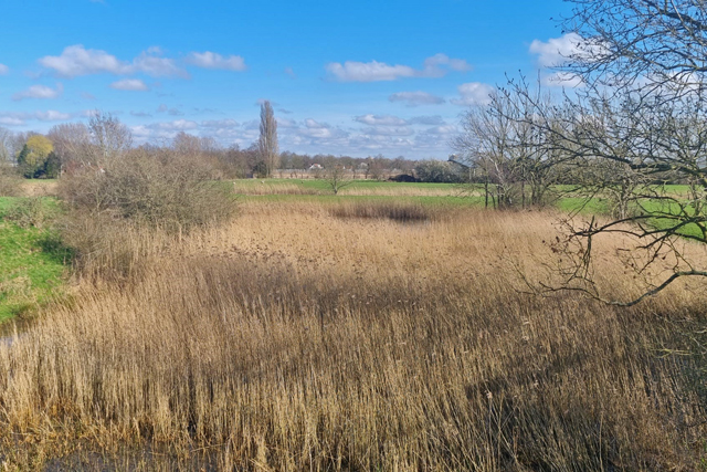 1 maart 2024, Rietveldje Zwartkoprietzanger, Rhenen