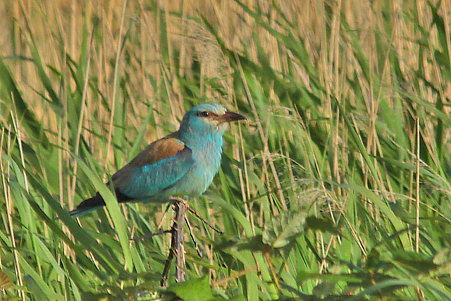 10 juli 2011, Scharrelaar, Zuidland