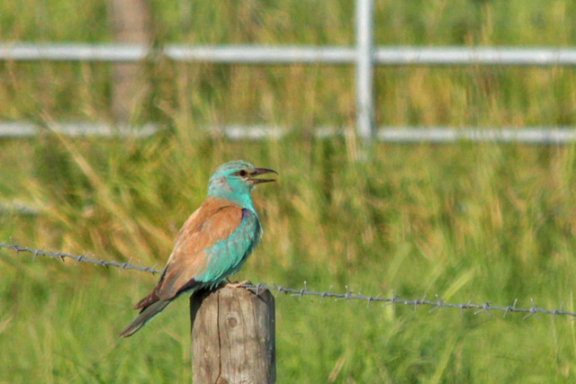 10 juli 2011, Scharrelaar, Zuidland_03