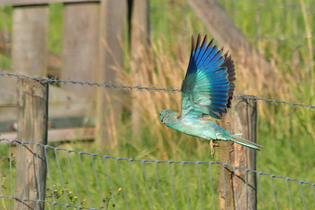 10 juli 2011, Scharrelaar, Zuidland_04