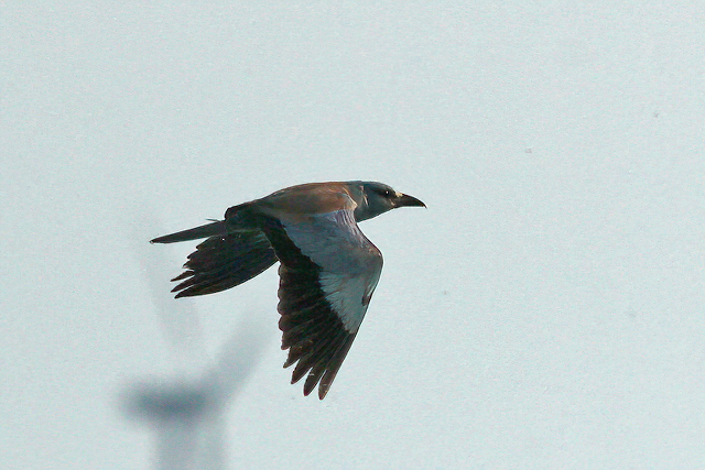 10 juli 2011, Scharrelaar, Zuidland_06