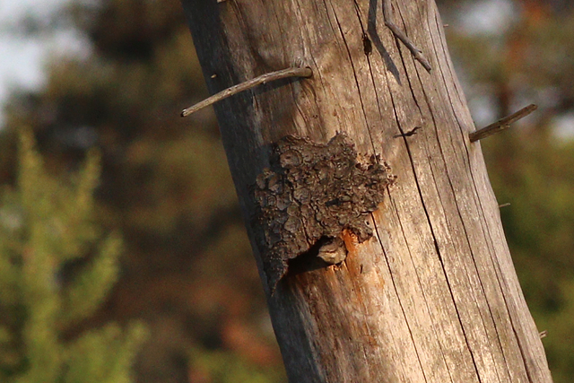 29 mei 2023, Draaihals, Wateren