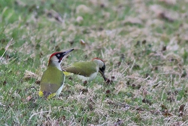 21 april 2021, Groene Specht, Fochteloerveen