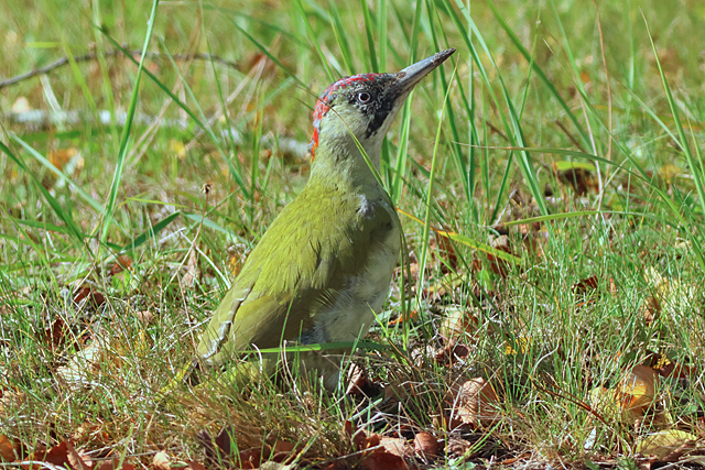 28 september 2024, Groene Specht, Lauwersmeer