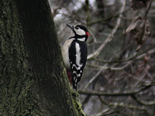 12 februari 2006, grote bonte specht, Overloon