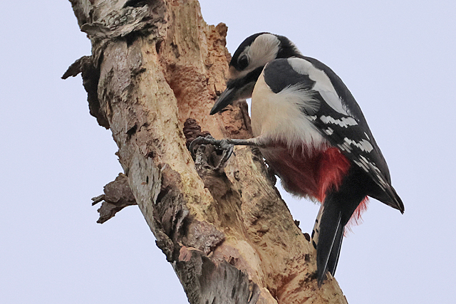 23 februari 2025, Grote Bonte Specht, Sallandse Heuvelrug