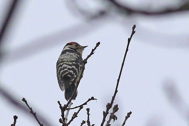 16 januari 2022, Kleine Bonte Specht, Fochteloerveen