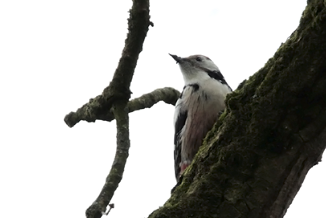 30 december 2014, Middelste Bonte Specht, Glimmen