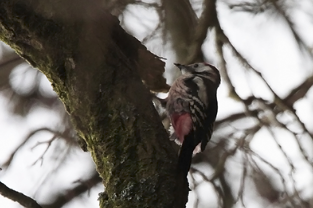 30 december 2014, Middelste Bonte Specht, Glimmen_2
