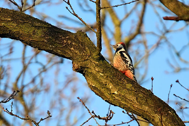 28 februari 2016, Middelste Bonte Specht, Bakkeveen