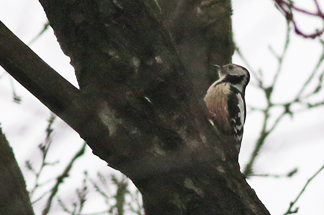 16 januari 2022, Middelste Bonte Specht, Bakkeveen
