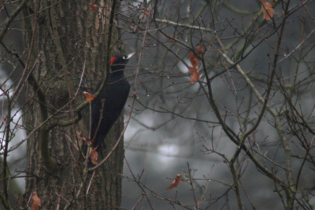 18 maart 2009, Zwarte Specht, Kale Duinen
