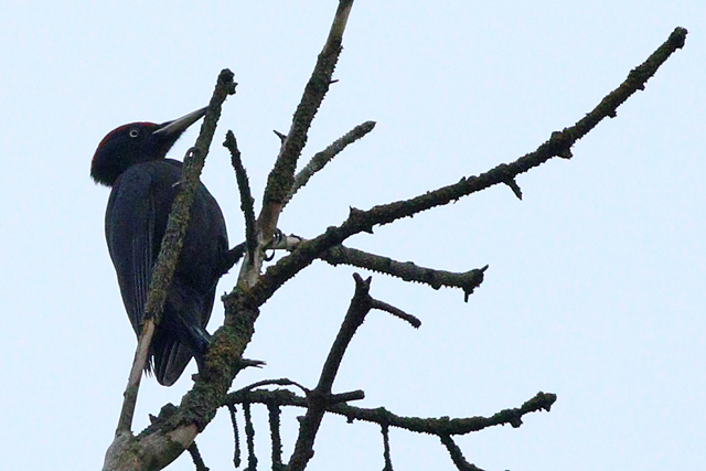 29 januari 2024, Zwarte Specht, Fochteloerveen