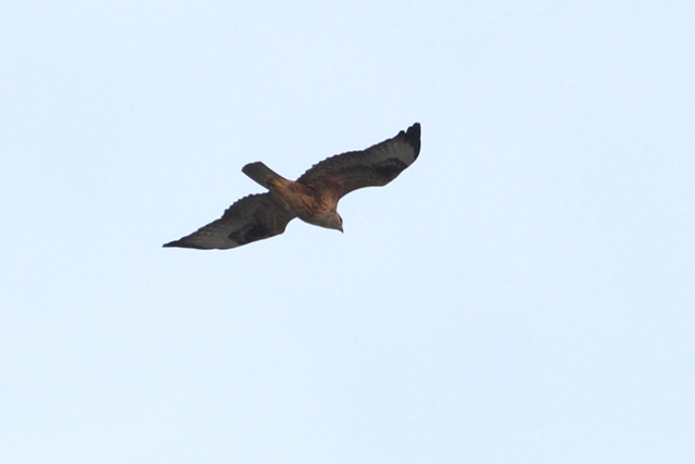 26 september 2013, Arendbuizerd, Maasvlakte