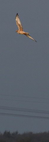 3 december 2006, blauwe kiek vrouw,