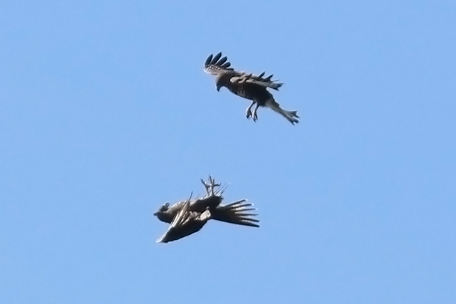 22 augustus 2015, Buizerds, FL22