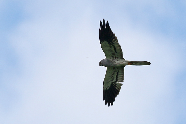 20 mei 2017, Grauwe Kiekendief-m, Lauwersmeer