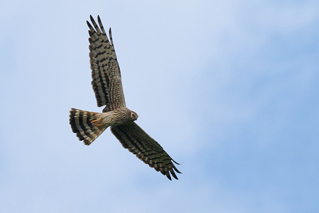 20 mei 2017, Grauwe Kiekendief-v, Lauwersmeer