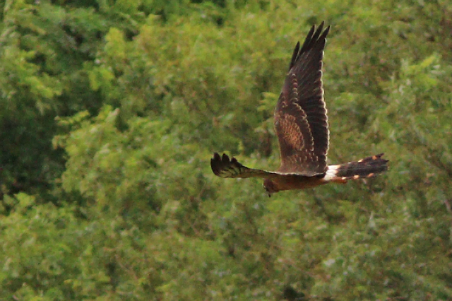 12 augustus 2023, Grauwe Kiekendief, 02_Jaap Deensgat