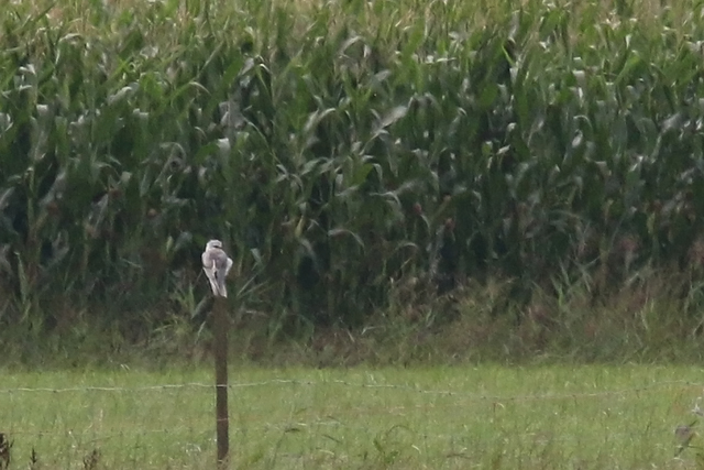 19 augustus 2017, Grijze Wouw, Overschild
