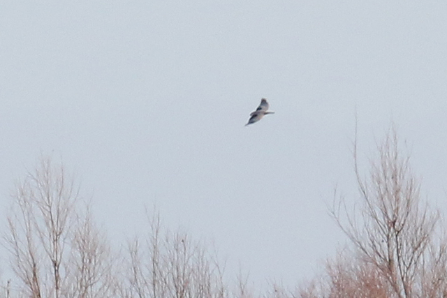 17 december 2017, Grijze Wouw, Lauwersmeer_2