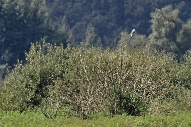 25 augustus 2018, Grijze Wouw, Fochtelöerveen