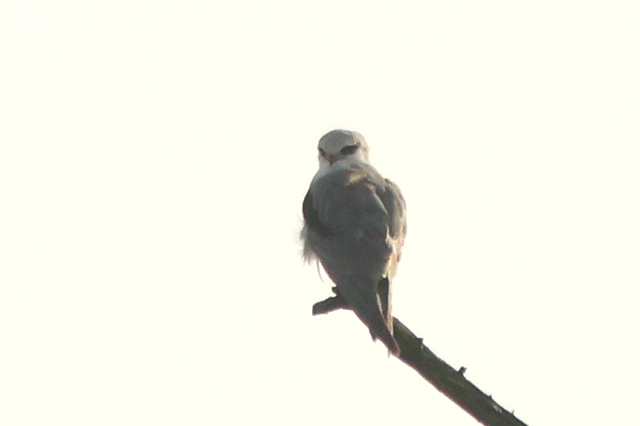 26 oktober 2024, Grijze Wouw, Aekingerzand_01